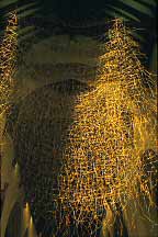 Image copyright 2005- David Carr-Smith